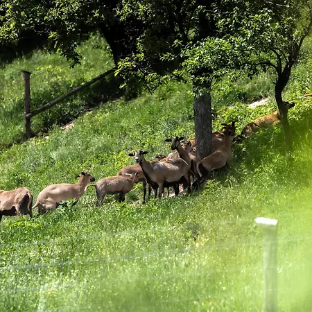 Feriehus Dom Na Padole *